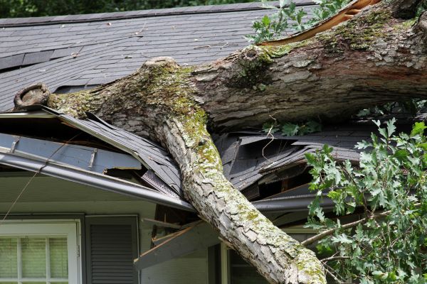 Storm Remediation in Thousand Oaks